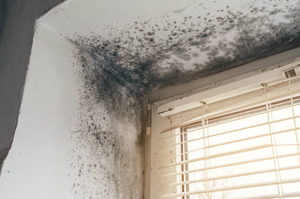 Affordable Mold Cleanup solutions in Paris, KY